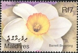 Colnect-961-888-Flowers---Barrett-Browning.jpg
