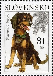 Slovensky-Kopov-Canis-lupus-familiaris.jpg