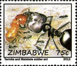 Colnect-1621-966-Termite-and-Matabele-Ant-Megaponera-foetens.jpg