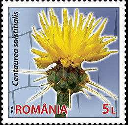 Colnect-3146-406-Centaurea-solstitialis.jpg