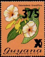 Colnect-4734-808-Odontadenia-grandiflora.jpg