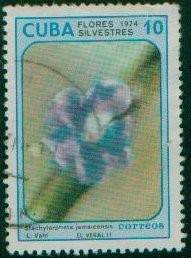 Colnect-900-936-Stachytarpheta-jamaicensis.jpg