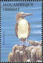 Colnect-1486-302-Blue-footed-Booby-Sula-nebouxii.jpg