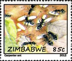 Colnect-1621-967-Carpenter-Ant-Camponotus-sp.jpg