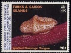 Colnect-5027-192-Spotted-Flamingo-Tongue.jpg