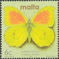 Colnect-657-489-Cleopatra-Butterfly-Gonepteryx-cleopatra.jpg