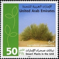 Colnect-1384-855-Desert-plants-in-the-UAE---Leptadenia-pyrotechnica.jpg