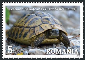 Colnect-5149-313-Banat%E2%80%99s-Tortoise-Testudo-hermanni.jpg