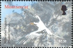 Colnect-1530-028-White-tailed-Tropicbird-Phaethon-lepturus.jpg