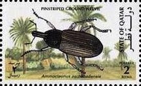 Colnect-3478-614-Pinstriped-ground-weevil.jpg