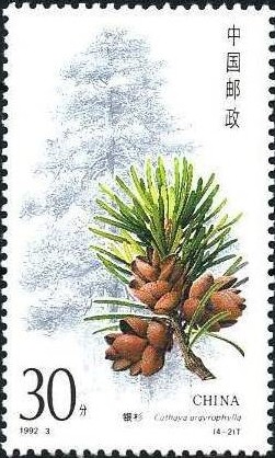 Colnect-713-389-Coniferous-trees-Cathaya-argyrophylla.jpg