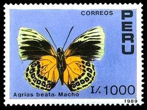 Colnect-1646-077-Nymphalid-Butterfly-Agrias-beata---Male.jpg