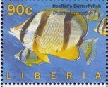 Colnect-4242-477-Four-banded-Butterflyfish-Chaetodon-hoefleri.jpg