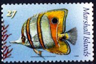 Colnect-6016-174-Copperband-Butterflyfish-Chelmon-rostratus.jpg