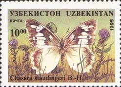 Colnect-783-965-Nymphalid-Butterfly-Chasara-staudingeri.jpg