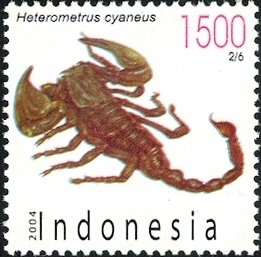 Colnect-1586-633-Asian-Blue-Forest-Scorpion-Heterometrus-cyaneus.jpg