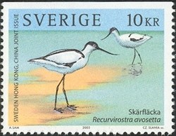 Colnect-546-172-Pied-Avocet-Recurvirostra-avosetta-.jpg