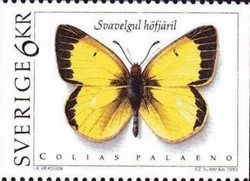 Colnect-436-475-Moorland-Clouded-Yellow-Colias-palaeno.jpg