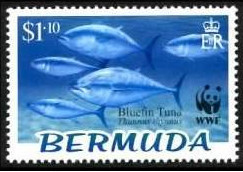 Colnect-1340-239-Atlantic-Bluefin-Tuna-Thunnus-thynnus.jpg