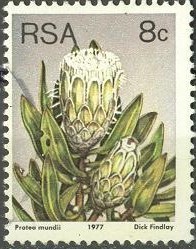 Colnect-563-891-Forest-sugarbush-Protea-mundii.jpg