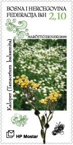 Colnect-1322-151-Tanacetum-Balsamita-Kaloper-2.jpg