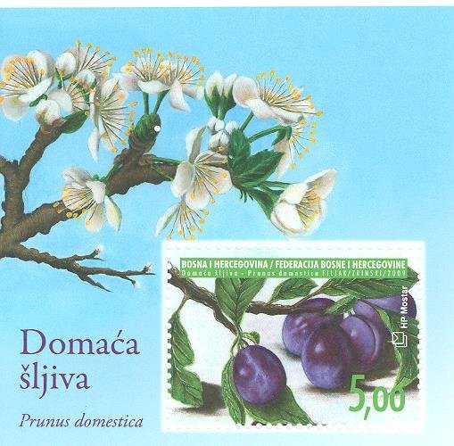 Colnect-3825-849-Plum-Prunus-domestica---Block.jpg