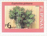 Colnect-2898-920-Euphorbia-golisana.jpg
