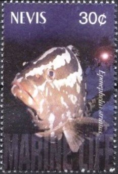 Colnect-5302-719-Nassau-grouper-Epinephelus-striatus.jpg