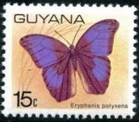 Colnect-3453-643-Purple-Mort-Bleu-Butterfly-Eryphanis-polyxena.jpg