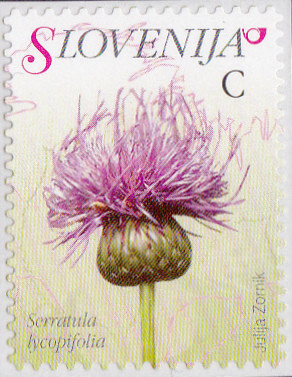 Colnect-3011-583-Flowers-of-Slovenia---Serratula-lycopifolia.jpg