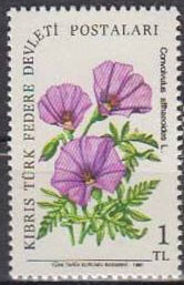 Colnect-1687-392-Convolvulus-althaoides.jpg