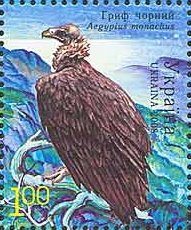 Colnect-557-805-Cinereous-Vulture-Aegypius-monachus.jpg