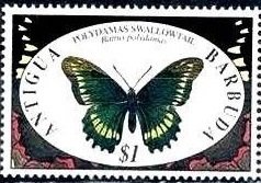Colnect-1832-114-Polydamas-Swallowtail-Battus-polydamas.jpg