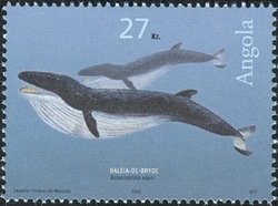 Colnect-1308-854-Bryde-s-Whale-Balaenoptera-edeni.jpg
