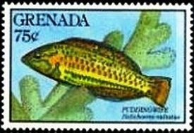 Colnect-3481-130-Puddingwife-Wrasse-Halichoeres-radiatus.jpg