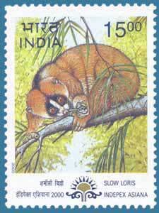 Colnect-547-998-Greater-Slow-Loris-Nycticebus-coucang.jpg