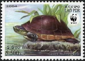 Colnect-1614-726-Amboina-Box-Turtle-Cuora-amboinensis.jpg