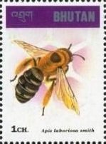 Colnect-3381-376-Giant-Himalayan-Honeybee-Apis-laboriosa.jpg