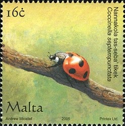 Colnect-657-584-Seven-spotted-Ladybird-Coccinella-septempunctata.jpg