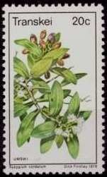 Colnect-1712-299-Syzygium-cordatum.jpg