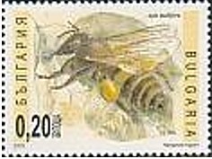 Colnect-1832-723-Honey-bee-Apis-mellifera.jpg