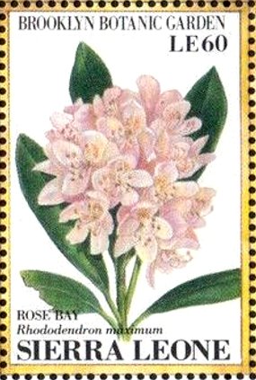 Colnect-4207-979-Rose-Bay-Rhododendron-maximum.jpg