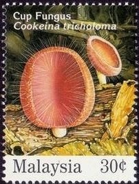 Colnect-1049-095-Fungi.jpg