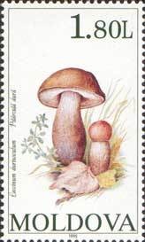 Colnect-191-712-Fungi.jpg