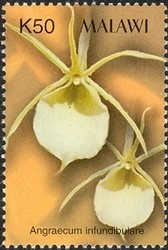 Colnect-1458-457-Orchids---Angraecum-infundibulare.jpg