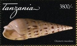 Colnect-1696-335-Crenulate-Auger-Oxymeris-maculata.jpg