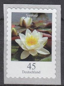 Colnect-4875-941-Nymphaea-alba---White-Waterlily.jpg