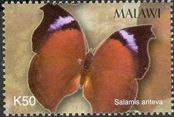 Colnect-1458-451-Nymphalid-Butterfly-Salamis-anteva.jpg
