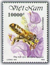 Colnect-1654-769-Italian-Honey-Bee-Apis-mellifera-ligustica.jpg