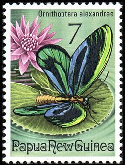 Colnect-2000-213-Queen-Alexandra-s-Birdwing-Ornithoptera-alexandrae.jpg